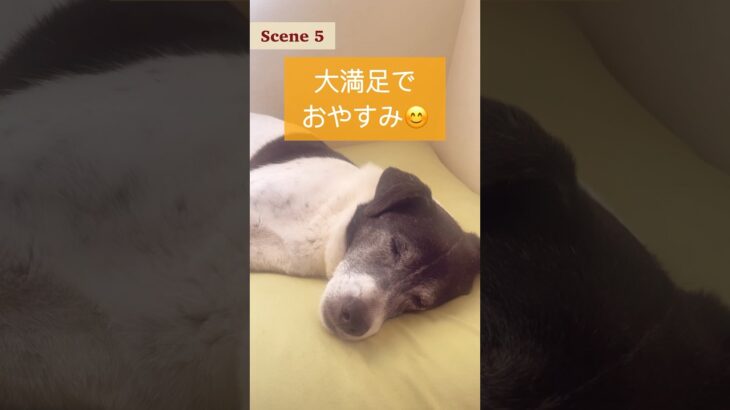 【ドッグトレーニング】犬のお散歩ってショッピングみたい #犬のトレーニング #ドッグトレーナー #お散歩 #犬のしつけ #犬のいる暮らし #犬の散歩 #dog training #shorts