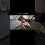 育てたように育つ #doglibre #ドッグトレーニング #犬のしつけ #パグ #子犬