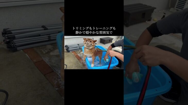 犬に優しく 寄り添えて 技術のあるトリマーさんを探しましょう #doglibre #ドッグトレーニング #犬のしつけ #柴犬