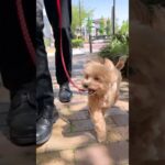 屋外散歩にテンションが高い小型犬さんのトレーニング #dogtraining #dogshorts #しつけ