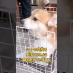 トイレ誘導中のコーギーさん #dogtraining #dogshorts #犬のいる暮らし #犬のしつけ