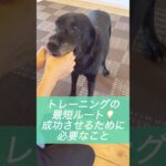 【ドッグトレーニング】トレーニングを成功させるために必要なこと #ドッグトレーナー #犬のトレーニング #犬のしつけ #いぬのいる生活 #ラブラドールレトリバー #dogtraining #short