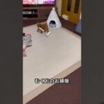 お掃除トイプードル #shorts #トイプードル #トイプードルの生活 #犬好き #犬の動画 #可愛い犬 #ペットライフ #癒しの時間 #愛犬 #犬のしつけ #プードル日記