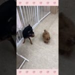 ＃犬のようちえん　＃犬のほいくえん　＃犬お泊りトレーニング　　#子犬しつけ  #しつけ教室 　# ミニピン　＃犬のしつけ　#shorts 　#パピートレーニング