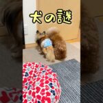 しつけ失敗犬ですが。。また【マテ】😓#shorts#躾失敗犬#犬あるある #謎