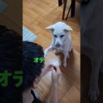 可愛すぎな愛犬#shorts #紀州犬#しつけ