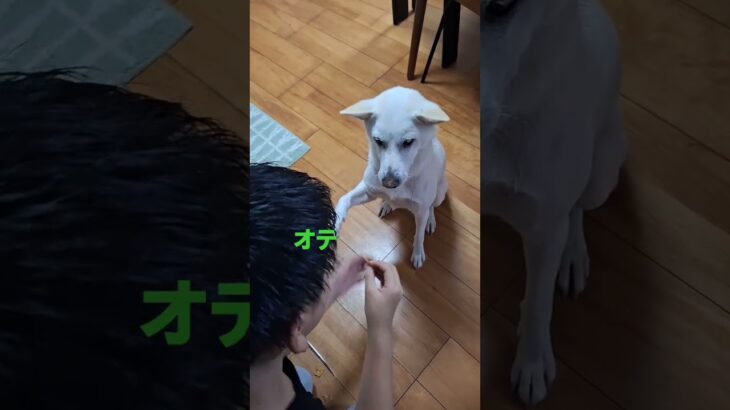 可愛すぎな愛犬#shorts #紀州犬#しつけ