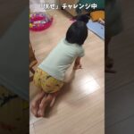 柴犬しつけチャレンジ【伏せ】 #shorts #柴犬 #dog #犬 #しつけ