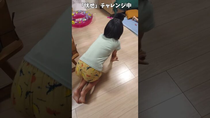 柴犬しつけチャレンジ【伏せ】 #shorts #柴犬 #dog #犬 #しつけ