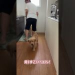 エルの先生 #shorts  #ゴールデンレトリバー #dog #puppy #多頭飼い #しつけ