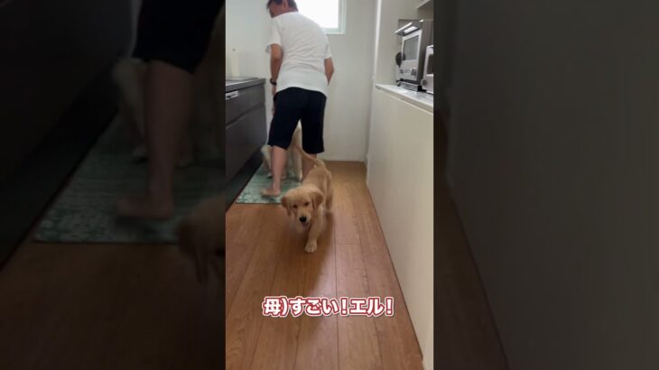 エルの先生 #shorts  #ゴールデンレトリバー #dog #puppy #多頭飼い #しつけ