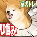 【犬しつけ】流血”本気噛み”柴犬、改善のしつけ法【ドッグトレーナー】