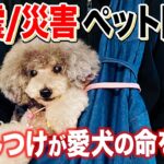 【ペット防災】災害時に愛犬の命を守るしつけを解説【ドッグトレーナー解説】