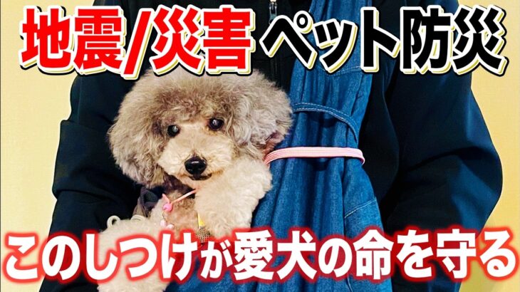 【ペット防災】災害時に愛犬の命を守るしつけを解説【ドッグトレーナー解説】