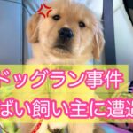 【ドッグラントラブル】危険で自己中心的な小型犬飼い主さんに遭遇し我慢した大型犬飼い主は私です。