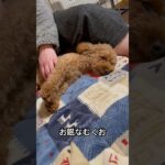 眠いトイプードル #トイプードル #トイプードルの生活 #犬好き #犬の動画 #可愛い犬 #ペットライフ #癒しの時間 #愛犬 #犬のしつけ #プードル日記