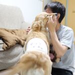 最高の癒しの時間ゴールデンレトリバーの子犬のしつけと遊び