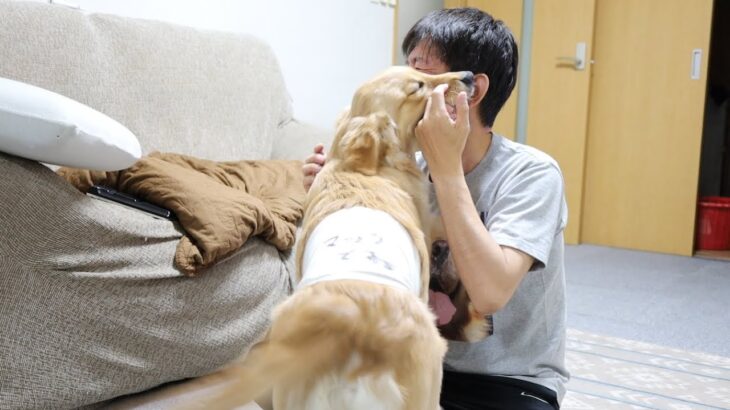 最高の癒しの時間ゴールデンレトリバーの子犬のしつけと遊び