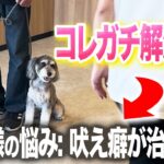 【犬の興奮しつけ】散歩の吠えと興奮でお悩みの犬をしつけ教室で実践指導！【ドッグトレーナー】