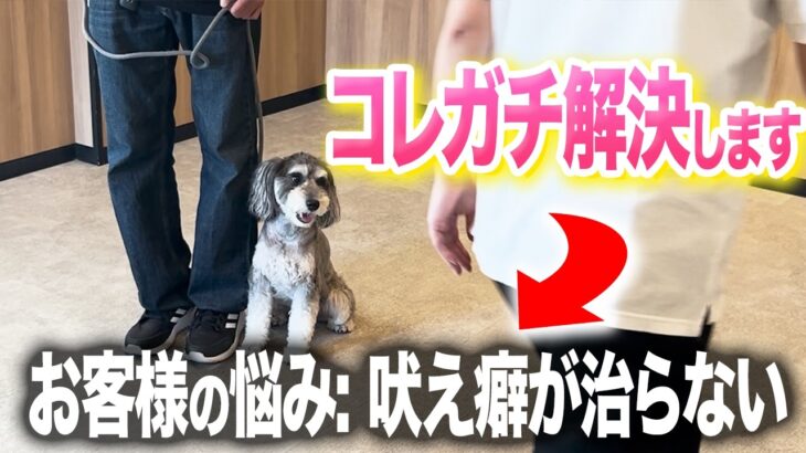 【犬の興奮しつけ】散歩の吠えと興奮でお悩みの犬をしつけ教室で実践指導！【ドッグトレーナー】