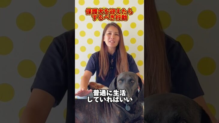 保護犬を迎えたらするべき行動！コメントお待ちしております🐶#ドッグトレーナー #イヌバーシティ #子犬育て #いぬのいるくらし #しつけ #子犬のしつけ #ドッグビヘイビアリスト #犬のいる暮らし