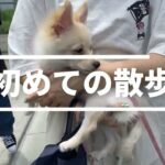 【子犬の社会化】初めてのお散歩！しつけよりも慣れが大事！