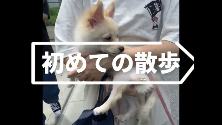 【子犬の社会化】初めてのお散歩！しつけよりも慣れが大事！