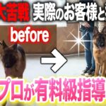 【しつけ指導】散歩のひっぱり、吠えが悩みの大型犬をドッグトレーナーが猛指導！【実際のお客様と】