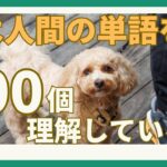 【犬は人間の言葉が分かるってほんと？】犬と信頼関係を築くコツ