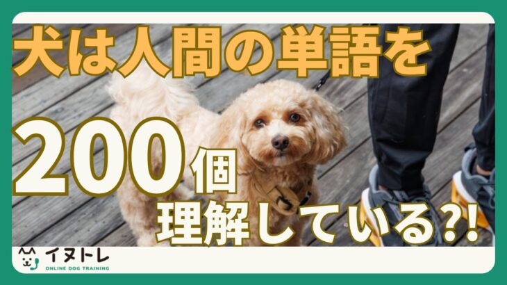 【犬は人間の言葉が分かるってほんと？】犬と信頼関係を築くコツ