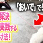 【犬しつけ】犬の呼び戻しの教え方。プロが教えるしつけ法!【ドッグトレーナー解説】