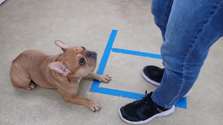 犬の幼稚園 レオくんとトレーニング