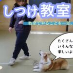 【しつけ教室〈上級〉】教室でやることを一部紹介。参考動画、ドッグスクール縁、しつけクラブ、しつけ教室、犬のしつけ、ドッグトレーニング