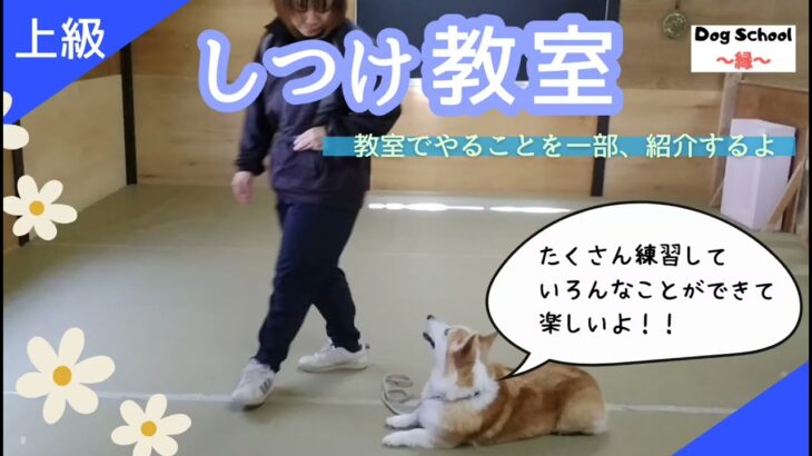 【しつけ教室〈上級〉】教室でやることを一部紹介。参考動画、ドッグスクール縁、しつけクラブ、しつけ教室、犬のしつけ、ドッグトレーニング