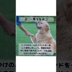 犬のしつけに必要な心構えと実践テクニック