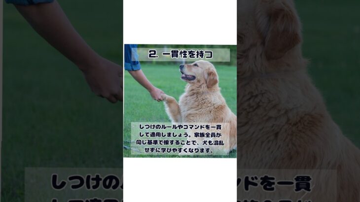 犬のしつけに必要な心構えと実践テクニック