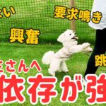 【マルチーズ】これってビビり？頑固？興奮や要求吠えなど飼い主さんに甘えてしまう対応方法とは！？