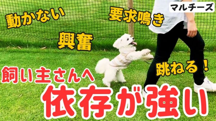 【マルチーズ】これってビビり？頑固？興奮や要求吠えなど飼い主さんに甘えてしまう対応方法とは！？