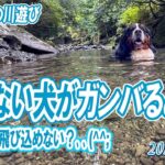 泳げない犬がガンバルとき！遥かなる１メートル(^^;／犬鳴山／大型犬散歩