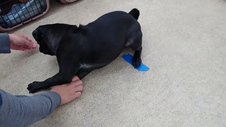 犬の幼稚園 金吾くんとトレーニング