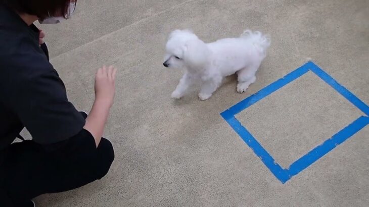 犬の幼稚園 華ちゃんとトレーニング