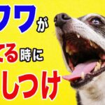 犬（チワワ）が吠えてる時にこそ構ってあげる！無駄吠えのしつけ４選