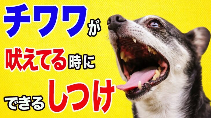 犬（チワワ）が吠えてる時にこそ構ってあげる！無駄吠えのしつけ４選