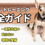 【犬のトイレトレーニング完全ガイド】