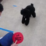 犬の幼稚園 かいくんとトレーニング