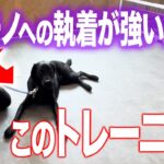 【犬しつけ】物への執着が強い犬にはコレをしてください！【プロドッグトレーナー】