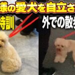 【犬しつけ】愛犬が自立するために！しつけ教室ではこんなトレーニングをします！【室内/散歩】