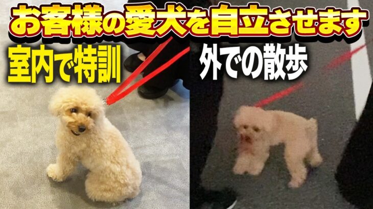 【犬しつけ】愛犬が自立するために！しつけ教室ではこんなトレーニングをします！【室内/散歩】