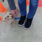 犬の幼稚園 凜ちゃんとトレーニング