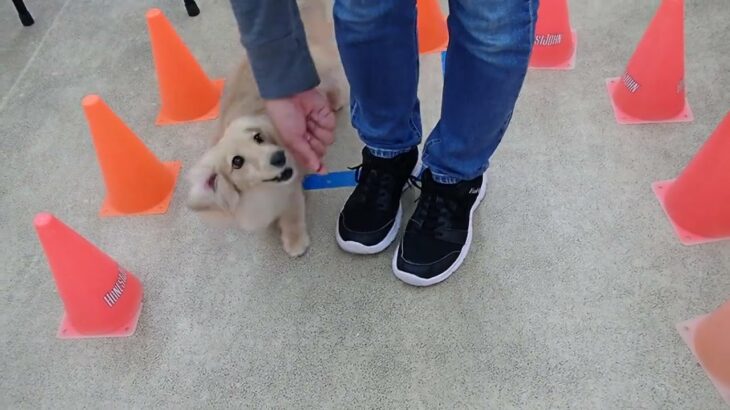 犬の幼稚園 凜ちゃんとトレーニング